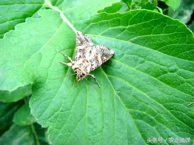 西瓜被“青虫”啃了怎么办?快看这些药剂