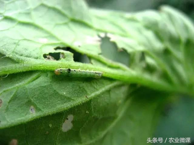 西瓜被“青虫”啃了怎么办?快看这些药剂