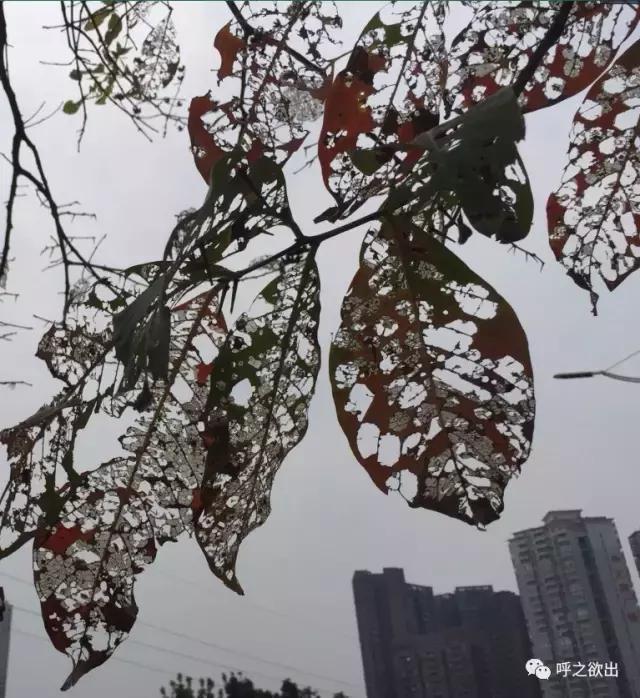 静谧时光随想,斑驳岁月斑斓生活