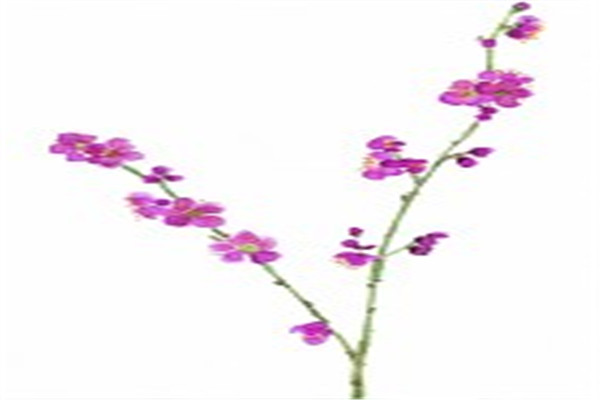 春天的古诗大全100首二年级,小学二年级下册古诗必背70首