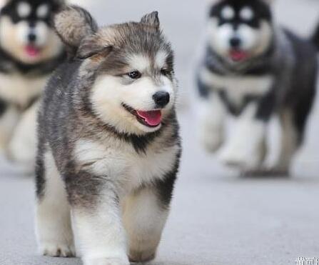 如何挑选阿拉斯加幼犬,怎样挑选阿拉斯加幼犬