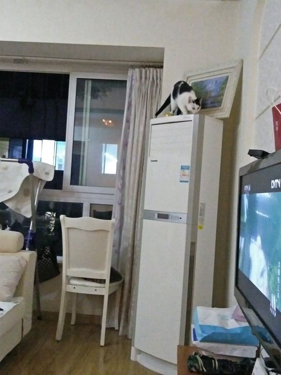 去花鸟市场100买下猫,在花鸟市场购买中华田园猫幼崽