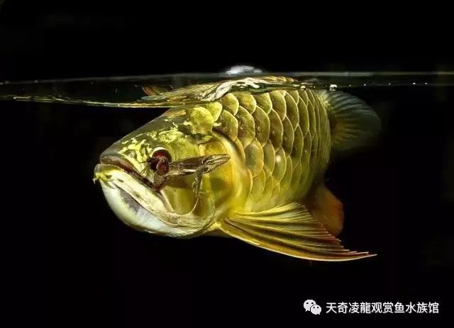 会看日历的你看得懂鱼的日历么？