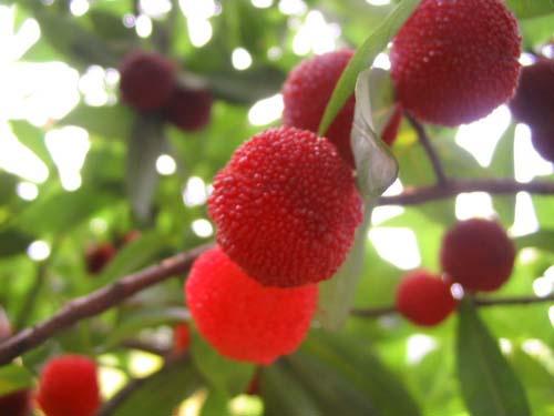 怀孕早期安胎食谱推荐,孕早期安胎食谱菜谱