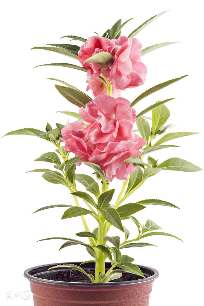 懒人种植观赏花草,适合夏季种植的懒人花草