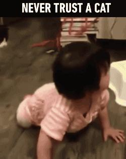 猫到底是固体还是液体,猫是固体还是液体有科学依据吗