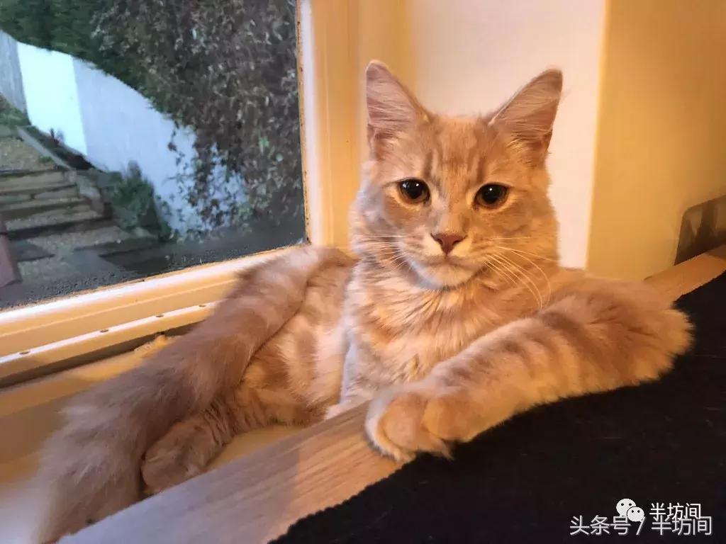 猫到底是固体还是液体,猫是固体还是液体有科学依据吗