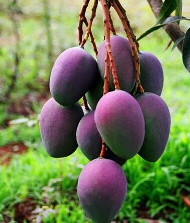 芒果有多少种品种图片,芒果有多少品种