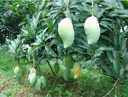 芒果有多少种品种图片,芒果有多少品种