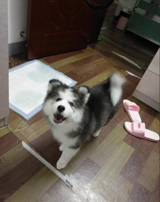 想着弄个三把火的二哈，回家却越看越奇怪，这是闪*狗电**？