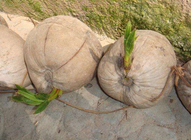 盘点世界上的奇特的水果,世界最奇葩罕见的20种水果