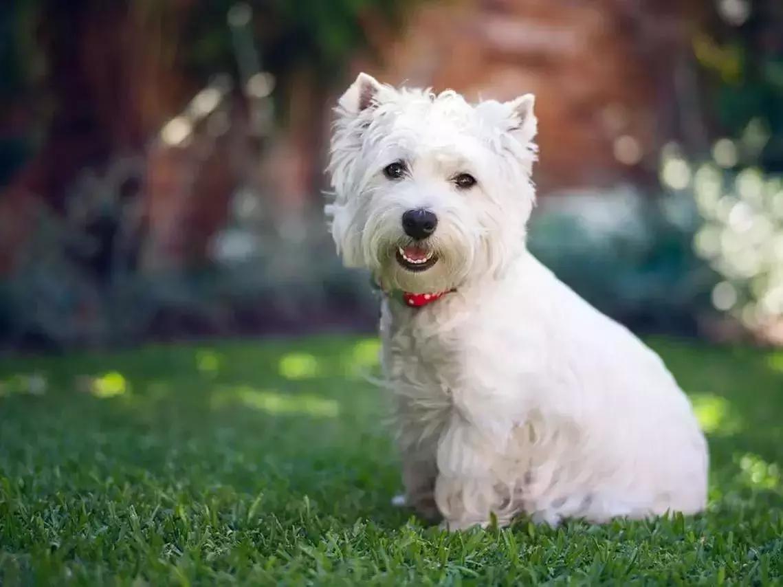 白天当宠物晚上捉老鼠,适合看家抓老鼠的狗