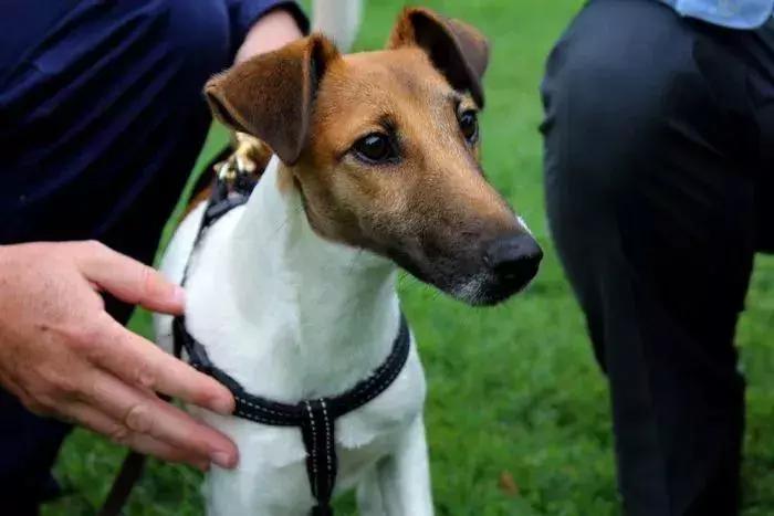 白天当宠物晚上捉老鼠,适合看家抓老鼠的狗