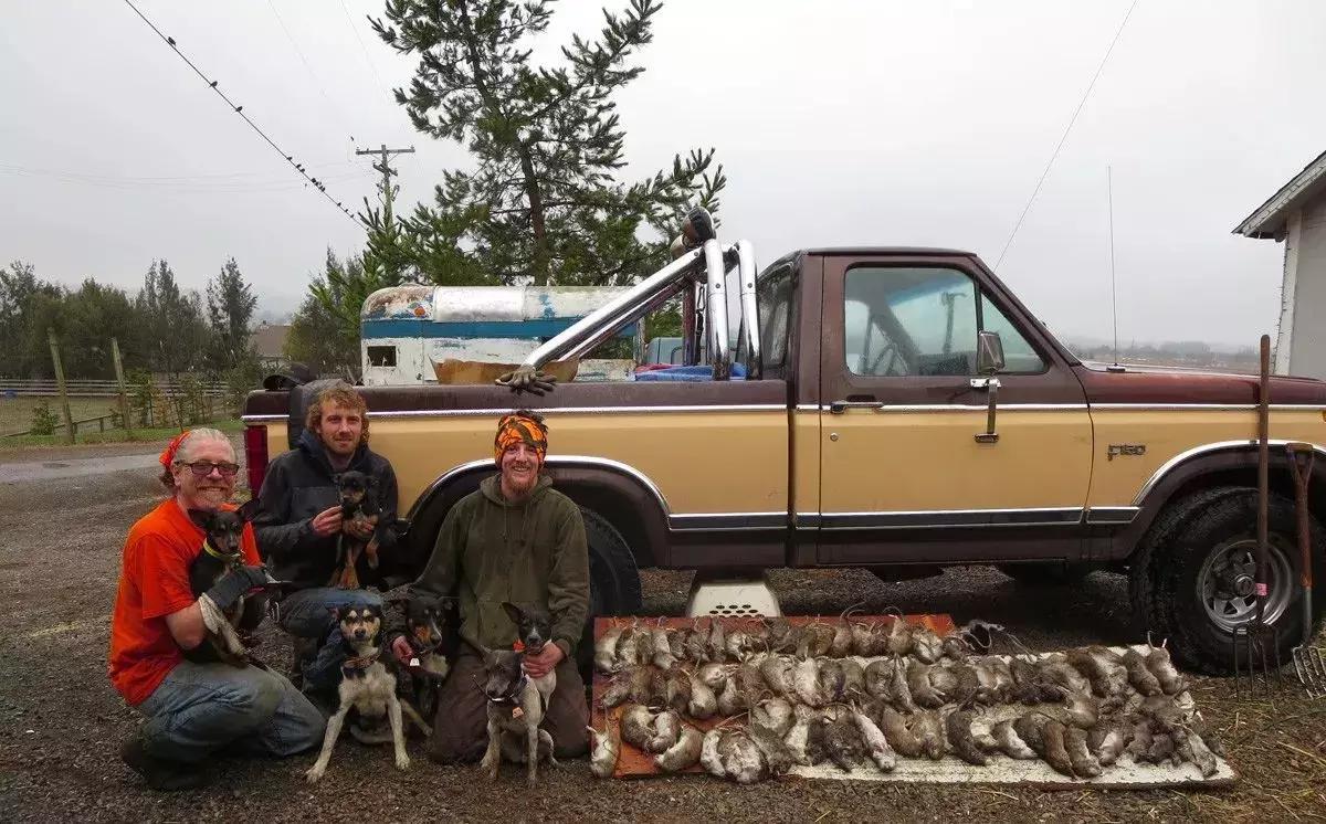 白天当宠物晚上捉老鼠,适合看家抓老鼠的狗