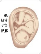 孕期第六个月胎儿成长,母体的变化