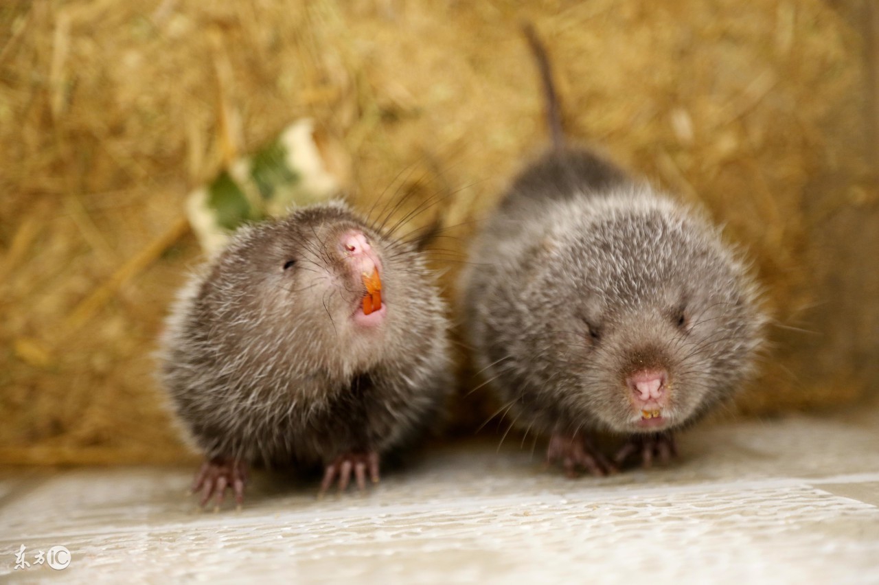 竹鼠能发财致富吗,未来几年养竹鼠前景怎么样