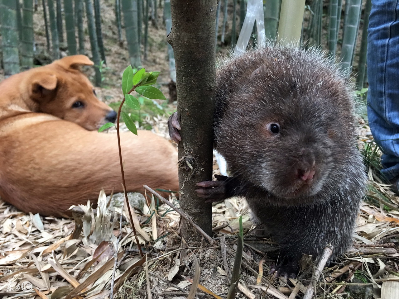 竹鼠能发财致富吗,未来几年养竹鼠前景怎么样