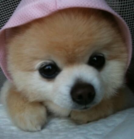 柴犬感冒的症状和治疗,怎么看柴犬是不是感冒了