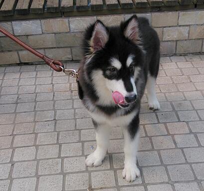 如何挑选阿拉斯加幼犬,怎样挑选阿拉斯加幼犬