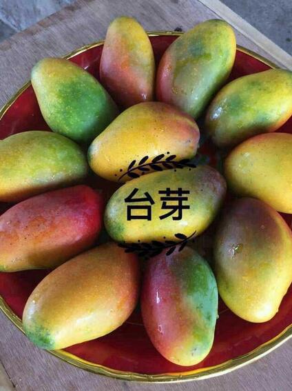 芒果有多少种品种图片,芒果有多少品种