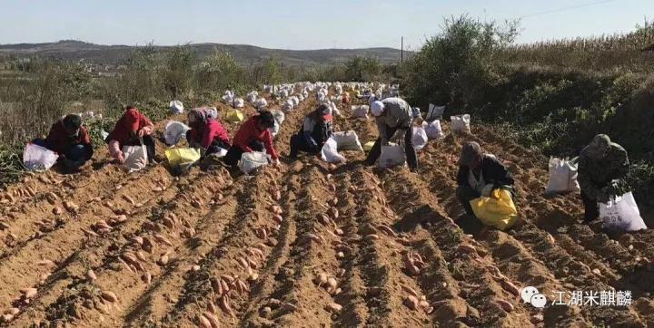 推荐烤红薯哪家实惠又好吃,京城烤红薯
