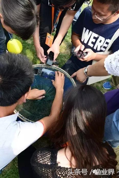 中国的螃蟹,螃蟹大赏的图片