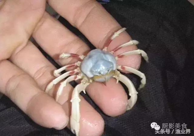 中国的螃蟹,螃蟹大赏的图片