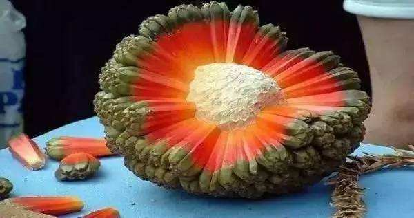 盘点世界上的奇特的水果,世界最奇葩罕见的20种水果