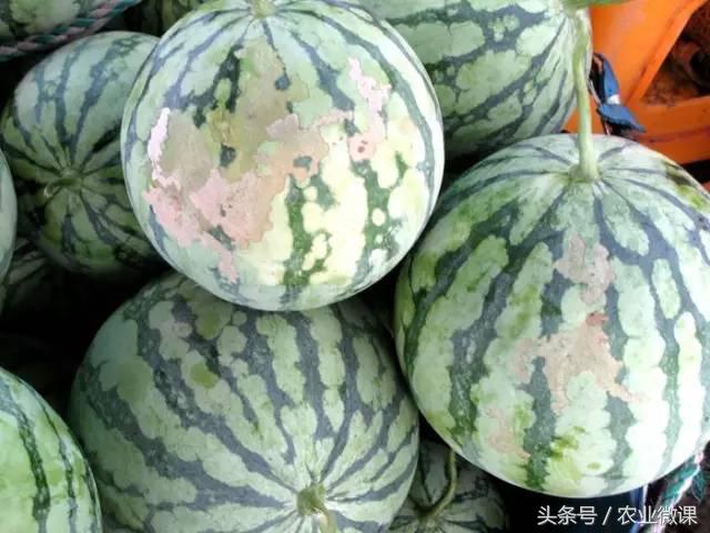 西瓜被“青虫”啃了怎么办?快看这些药剂