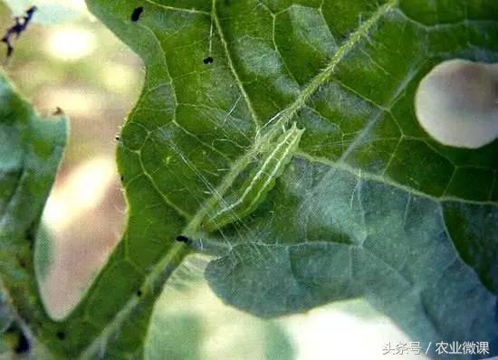 西瓜被“青虫”啃了怎么办?快看这些药剂