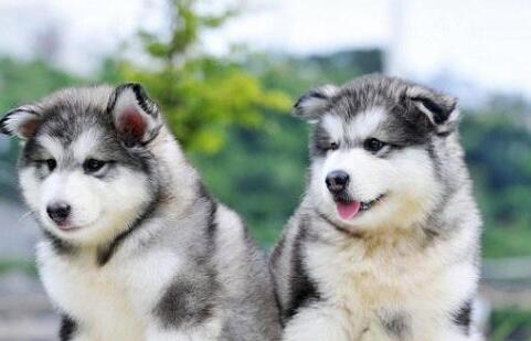 如何挑选阿拉斯加幼犬,怎样挑选阿拉斯加幼犬