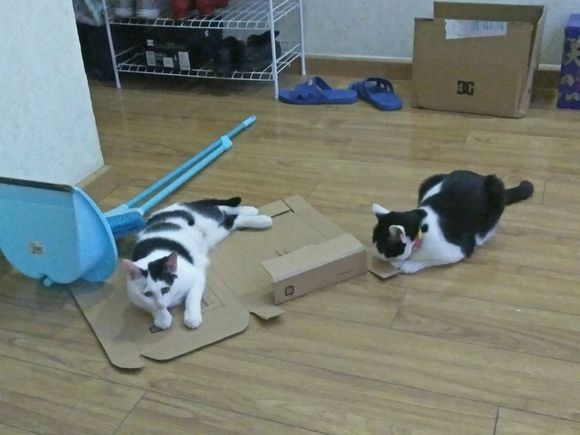 去花鸟市场100买下猫,在花鸟市场购买中华田园猫幼崽