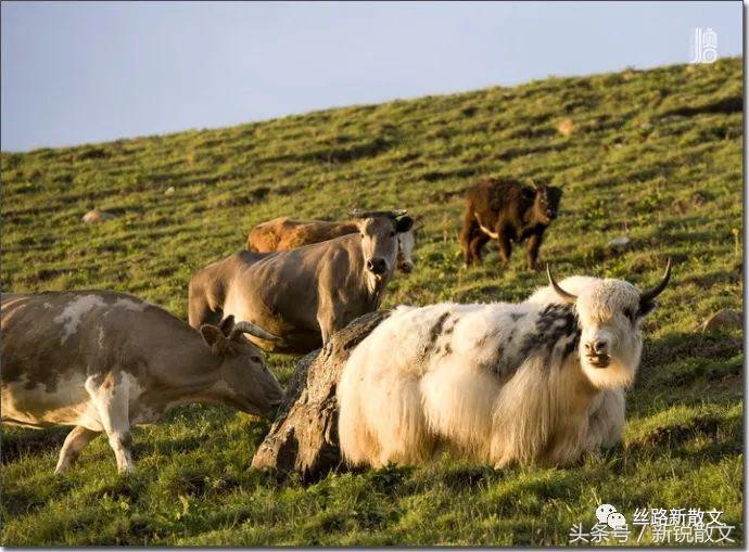 新疆散文的气质,关于赞美边疆建设者的散文