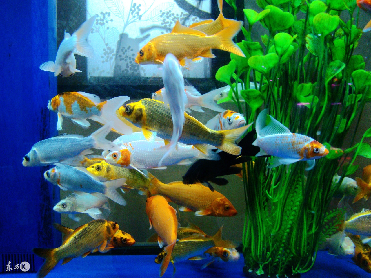 会看日历的你看得懂鱼的日历么？