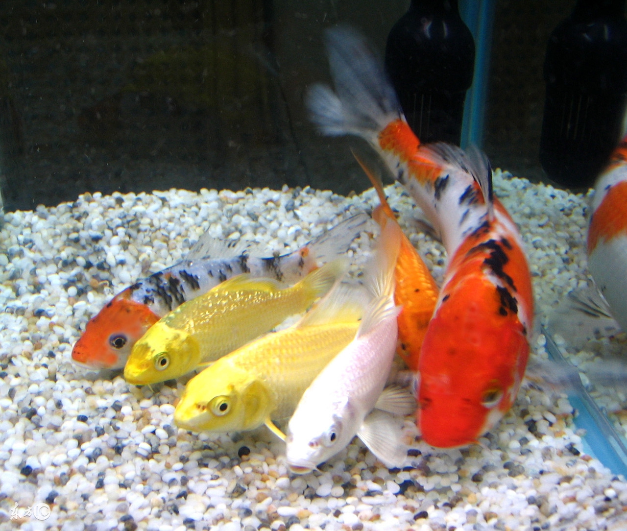 锦鲤在北方能越冬吗,锦鲤冰下越冬注意事项