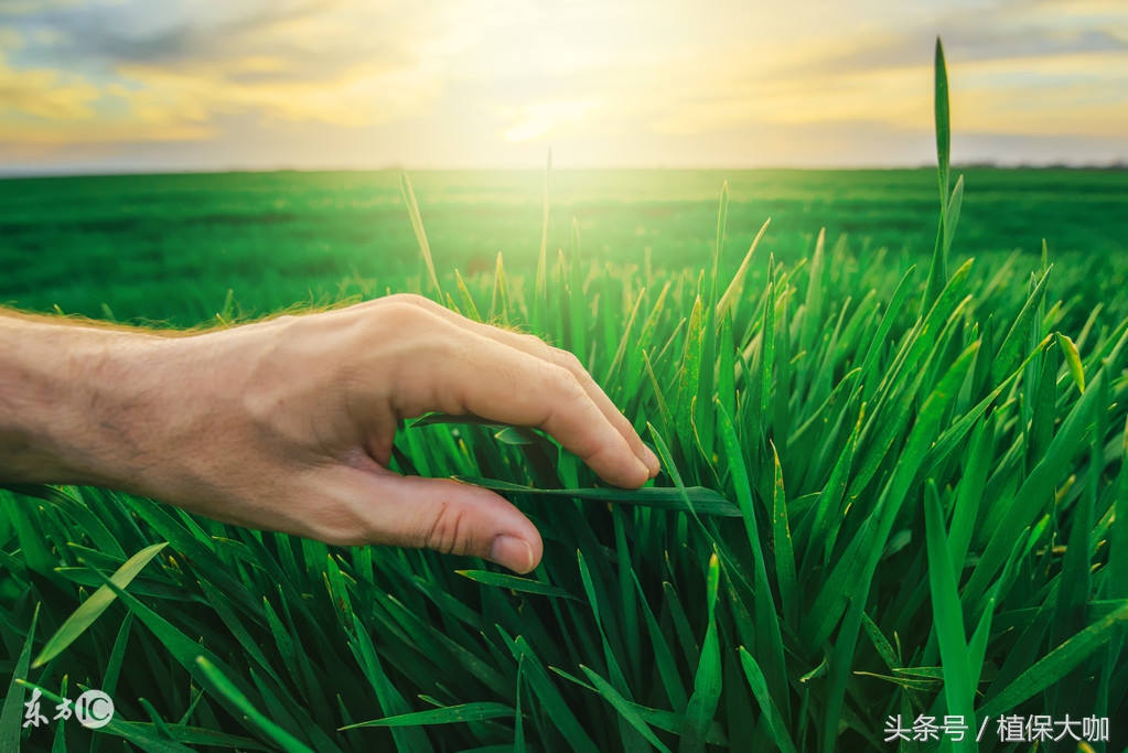 植物内吸性杀菌剂有哪些,柑橘内吸性杀菌剂有哪些