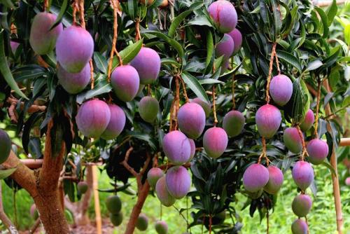 芒果有多少种品种图片,芒果有多少品种