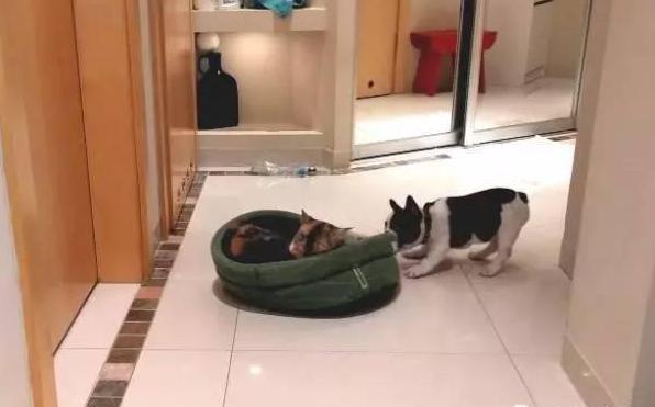 猫咪霸占了狗的小窝,狗窝被猫咪霸占了