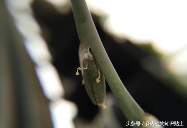 多肉植物卧牛怎样人工授粉,多肉植物授粉成功后注意事项