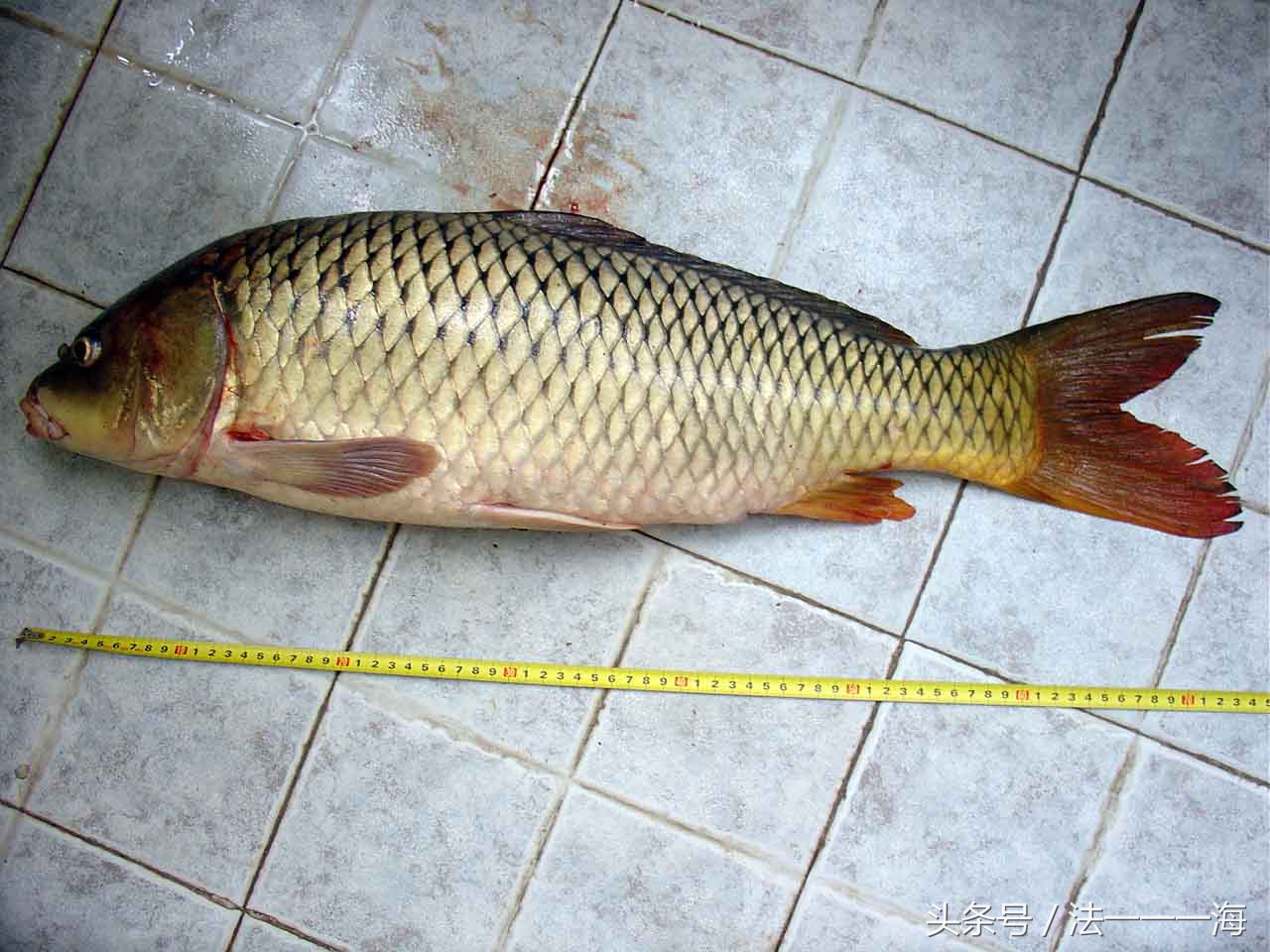 2017钓鱼人的无奈总结