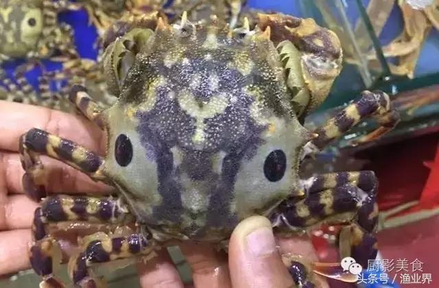 中国的螃蟹,螃蟹大赏的图片