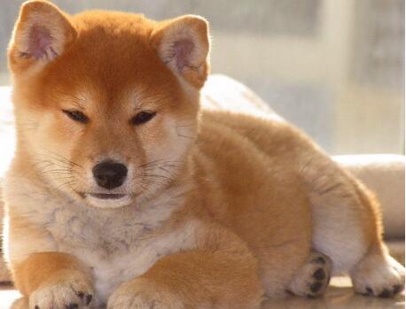 柴犬感冒的症状和治疗,怎么看柴犬是不是感冒了