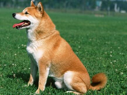 柴犬感冒的症状和治疗,怎么看柴犬是不是感冒了