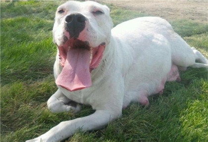 纯种杜高犬价格,纯种杜高犬的介绍