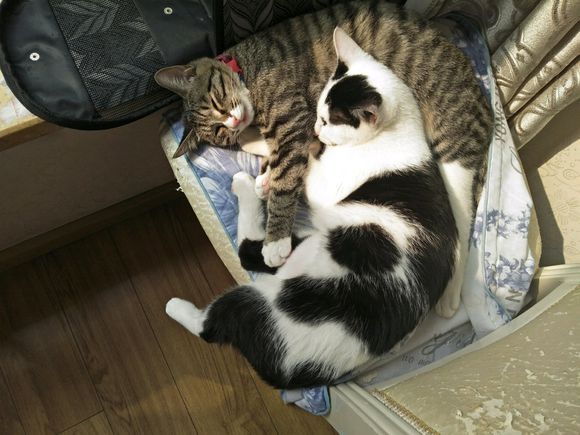 去花鸟市场100买下猫,在花鸟市场购买中华田园猫幼崽