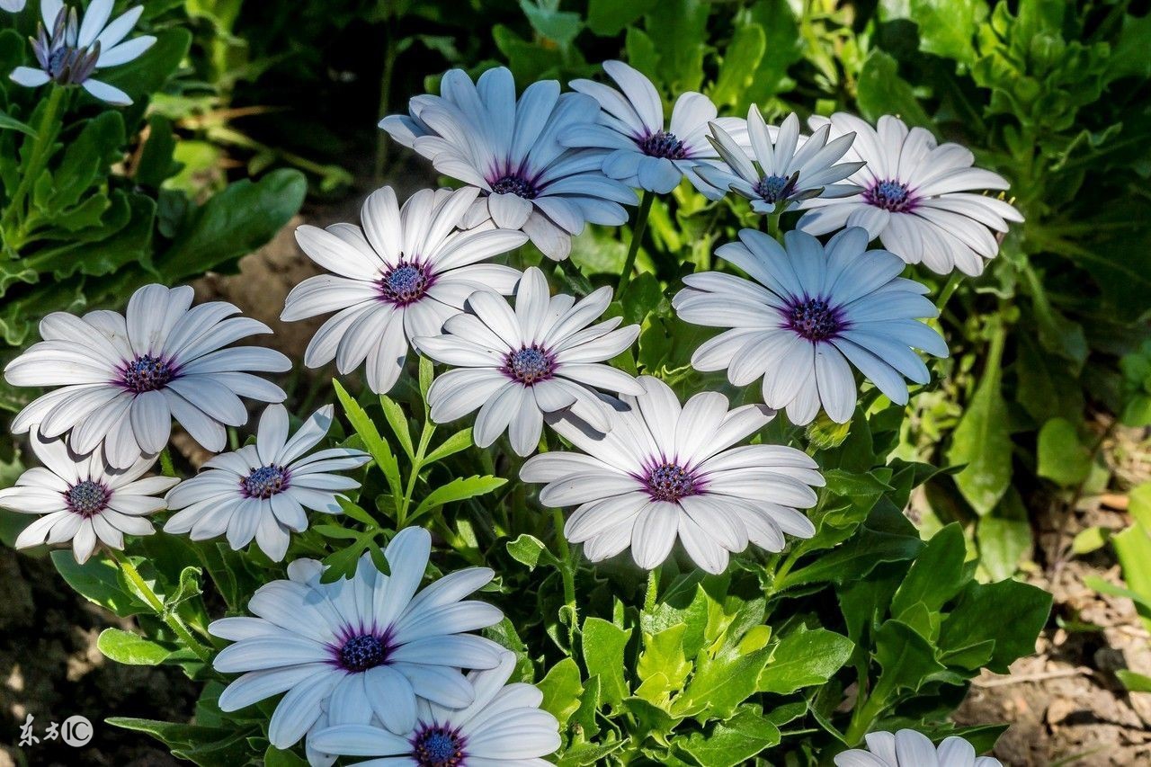懒人种植观赏花草,适合夏季种植的懒人花草