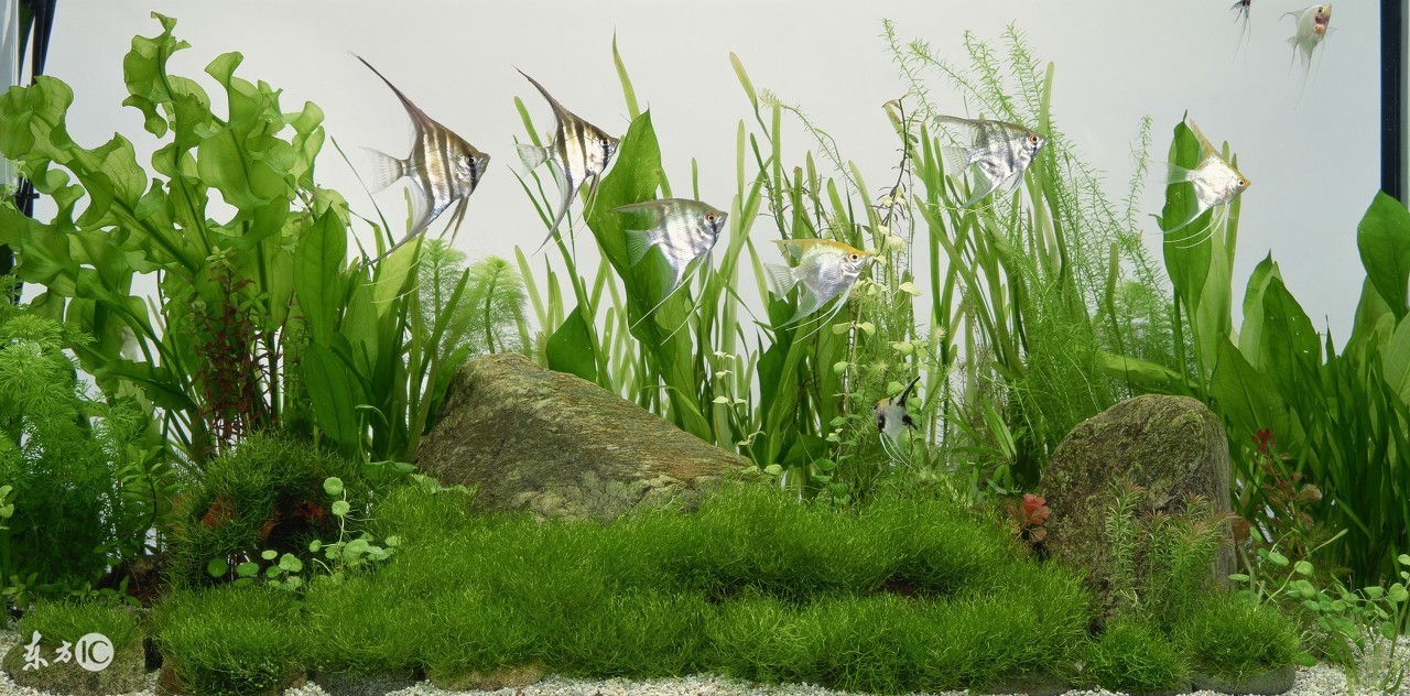 会看日历的你看得懂鱼的日历么？