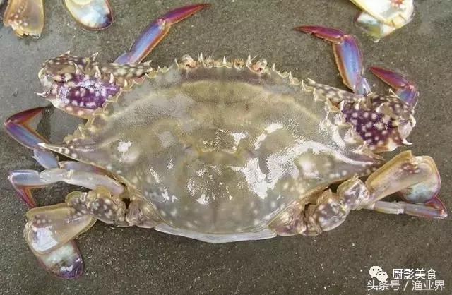 中国的螃蟹,螃蟹大赏的图片