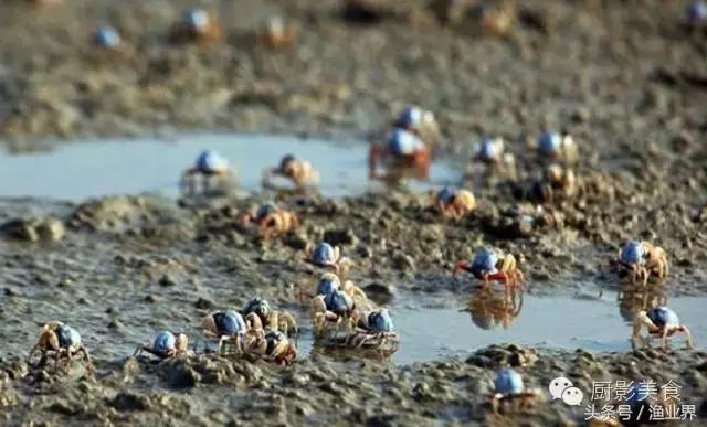 中国的螃蟹,螃蟹大赏的图片