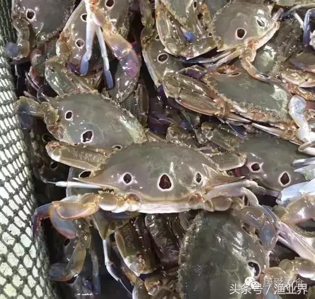 中国的螃蟹,螃蟹大赏的图片